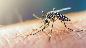 شیوع تب دنگی در یک استان؛ ابتلای ۲۲۵ نفر تأیید شد