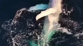 ببینید؛ شکار لحظه‌ای باورنکردنی؛ نمایش خیره‌کننده نهنگ سفید کمیاب