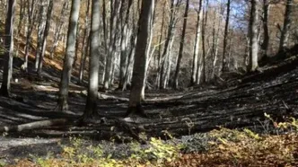 ابلاغ ممنوعیت اقامت شبانه گردشگران در جنگل‌ها