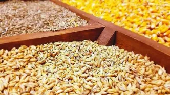 سامانه بازارگاه بستر فساد شد/ فروش نهاده‌های دامی به مرغداران با دو برابر قیمت