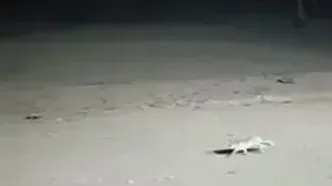 تصویری دل‌انگیز از بارش نخستین برف پاییزی در تهران