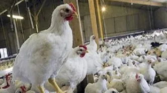 اولین واکنش به ماجرای تریاکی شدن مرغ‌ها