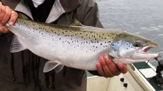 هوش مصنوعی به کمک ماهی‌های سالمون آمد