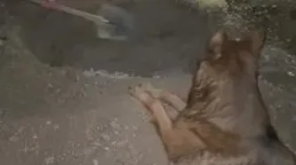 تیدا، سگ محبوب شبکه‌های اجتماعی و فیلم‌های سینمایی مُرد