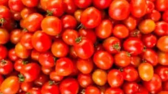 قیمت گوجه فرنگی به ۶۵ هزار تومان رسید!