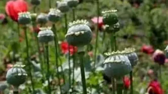 ماجرای واردات ۷۲هزار میلیارد تومان تریاک چیست؟