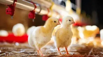 هشدار نسبت به کمبود مرغ به دلیل کمبود نهاده‌های دامی