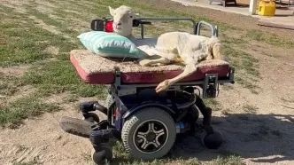 بره عاشق موسیقی با ویلچر نماد امید شد/ ویدئو