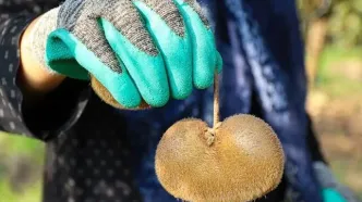 تصاویر؛ برداشت کیوی صادراتی در گیلان