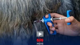 زنگ خطر به صدا درآمد: ۵۹ میلیون راس دام در ایران واکسینه شدند؛ پشت پرده چیست؟