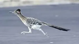 ویدئو دیدنی از میگ میگ در دنیای واقعی