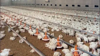 سقف جدید نرخ ارز نهاده‌های دام و طیور اعلام شد + جزئیات