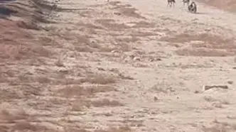 زاینده‌رود تبدیل به پیست اسب‌سواری شد