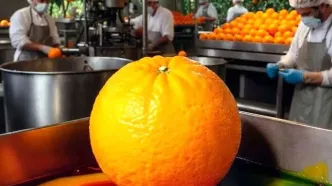 واکنش سازمان غذا و دارو به رنگ کردن پرتقال‌ها