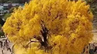 زیبایی جاودانه طبیعت؛ درخت ۸۰۰ ساله در کره‌جنوبی