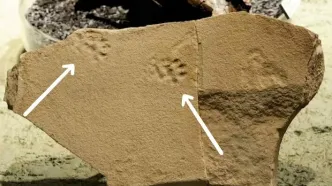 کشف ردپای اسرارآمیز یک گربه‌ ۲۹ میلیون ساله در دل آتشفشان!