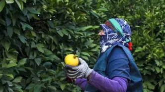 تصاویر؛ برداشت نارنگی از باغات هاشم‌آباد گرگان