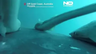 لحظات دیدنی موج‌سواری ماهی‌های ریمورا با نهنگ‌ها