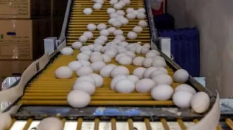 قیمت جدید تخم‌مرغ اعلام شد