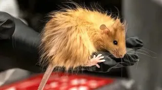 بز موش نادر شمال کشور دیده شد