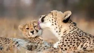 ثبت تصویری جدید از تلما؛ ماده‌یوز آسیایی در توران