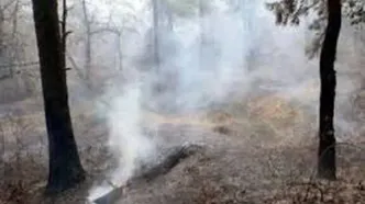 عکس یادگاری یک مسئول درحال خاموش کردن آتش جنگل!