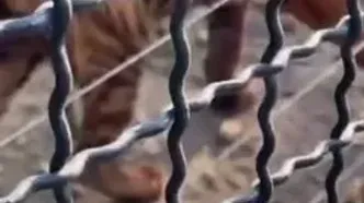 ونداد، یکی از ببرهای پارک حیات‌وحش مایا تلف شد