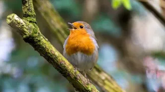 چرا پرندگان صبح‌ها دیوانه وار آواز می خوانند؟