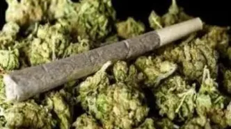 یک متخصص: اثرات مخرب مخدر گل در ایران از تمام مخدرها بالاتر است/ گل بازها در ایران قارچ و کپک می کشند