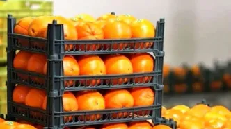 ماجرای پرتقال سمی در ایران چیست؟