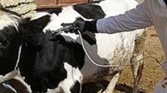 توزیع واکسن داخلی تب برفکی به زودی