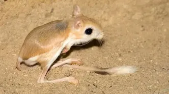 ثبت حضور یک گونه نادر از بز موش در شمال ایران + فیلم