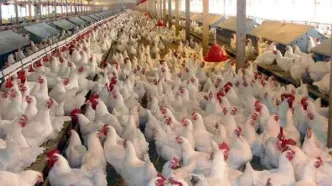 عرضه گوشت طیور در مهر ماه کاهشی شد