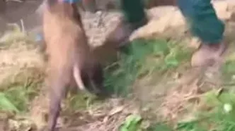 ببینید؛ نجات یک گراز از گودال توسط محیط‌بانان در گرگان