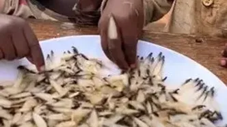 ویدیویی تکان‌دهنده از اوگاندا؛ کودکان از شدت گرسنگی موریانه زنده می‌خورند