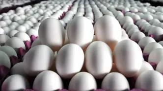 هشدار اتحادیه مرغداران درباره گران‌فروشی تخم‌مرغ در بازار