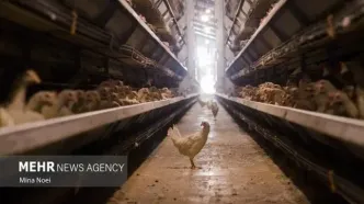 هشدار جنجالی پرورش‌دهندگان مرغ: مواد مخدر در سفره مردم!