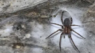 کشف بزرگ‌ترین تار عنکبوت دنیا با اندازه نصف زمین تنیس در اعماق زمین