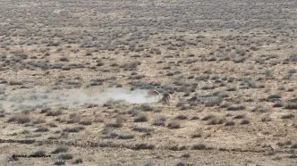 ببینید؛ نبرد دو آهوی نر در پارک ملی گلستان