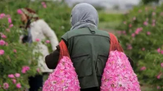 چین مشتری اصلی گل محمدی ایران | «رز طائف» تهدیدی برای ایران در بازار جهانی است؟