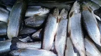 قیمت این ماهی در نیمه دوم سال افزایش یافت