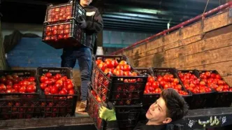 باران نبارید، گو‌جه‌فرنگی ۷۰ هزار تومان شد!