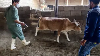 تب برفکی به انسان منتقل می‌شود؟