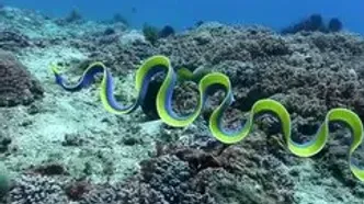 مشاهده نادر مارماهی روبانی در اعماق اقیانوس