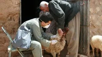 مهار بحران ضرر ۵ هزار میلیارد تومانی تب برفکی با واکسیناسیون جهادی؛ تلفات در اصفهان صفر شد