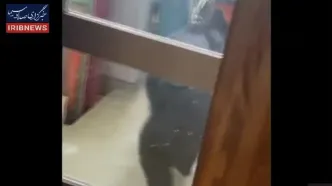 ارتش ژاپن برای مقابله با هجوم خرس‌ها به مناطق شهری مستقر شد