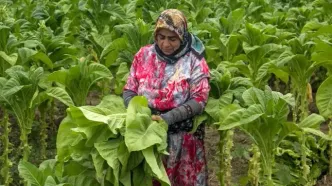 تصاویر؛ برداشت توتون در گلستان