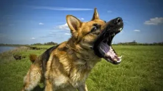 وحشت‌آفرینی سگ ولگرد در حیاط مدرسه / ویدئو