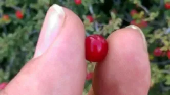 این نوع آلبالو ضد سنگ کلیه و مثانه، ضدکمردرد، ضد قولنج و... است