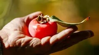 تصاویر؛ برداشت خرمالو از باغ‌های شیراز